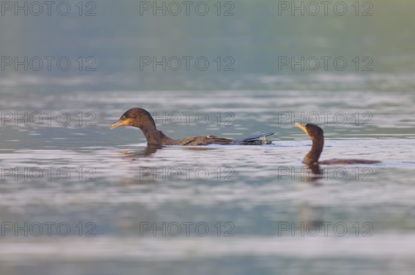 Two birds swimming side by side in a calm body of water, Olive Cormorant (Phalacrocorax olivaceus),
