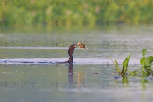 Bird in the water catching a fish in an idyllic water landscape, Olive Cormorant, Cormorant,