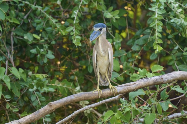 A bird standing on a branch surrounded by green foliage in a natural environment, Cochlearius