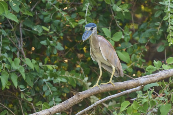 A bird sitting on a branch, surrounded by dense green foliage, Cochlearius cochlearius, Pantanal,