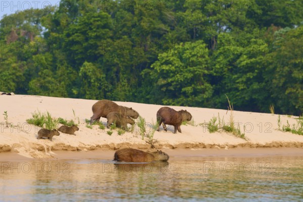 Group of capybaras is surrounded by trees on the sandy riverbank, Capybara, capybara (Hydrochoerus