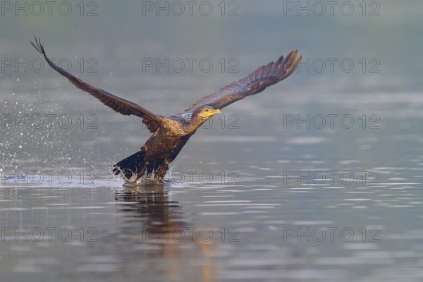 Bird takes off from the water and splashes up drops, powerful movement, wings spread wide, Olive