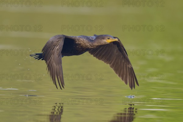 Bird flying close above the water, evenly spread wings, calm and elegance in green surroundings,
