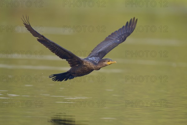 Bird hovering elegantly over the water, wings spread wide in serene harmony, Olive Cormorant,