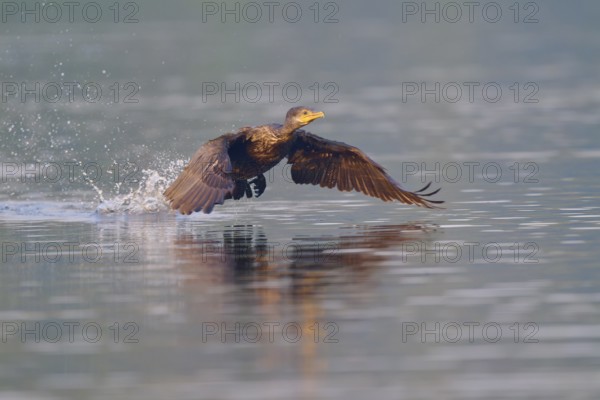 Bird spreads its wings and flies just above the water surface. Reflection in the soft light, Olive