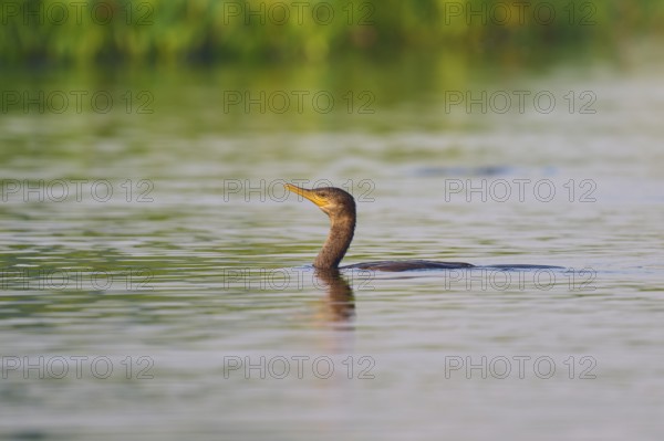 A bird swimming calmly in a calm water, Olive Cormorant (Phalacrocorax olivaceus), Pantanal, Mato