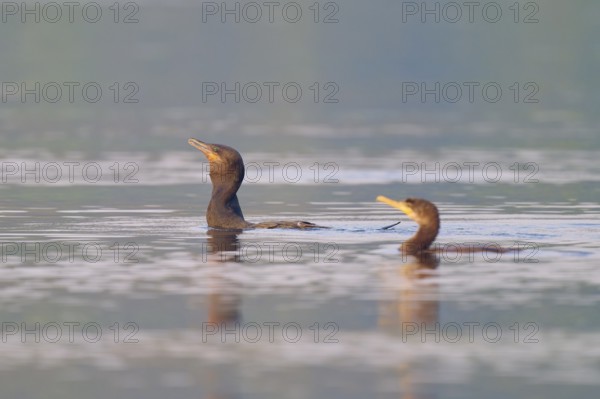 Two birds paddling in a calm water landscape, Olive Cormorant, Cormorant, (Phalacrocorax