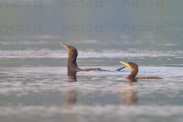 Two birds with raised heads in the water, Olive Cormorant, Cormorant, (Phalacrocorax olivaceus),