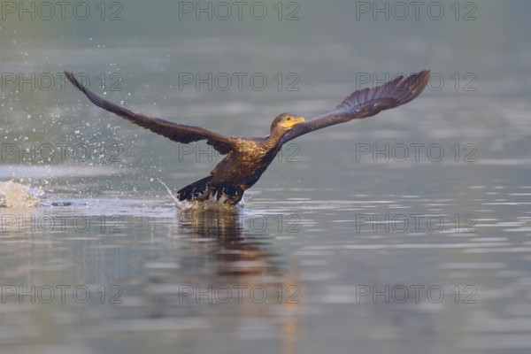 Bird spreading its wings to take off on the water, Olive Cormorant (Phalacrocorax olivaceus),