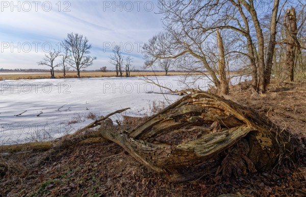 Dead wood on the icy and snow-covered foothills of the Oder in the area of the Schwedt lock in the
