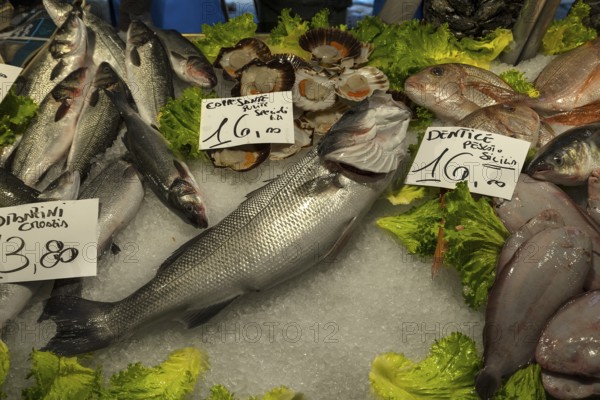 Fresh fish on ice, fish market, rialto market in the San Polo district, Venice, Veneto, Italy