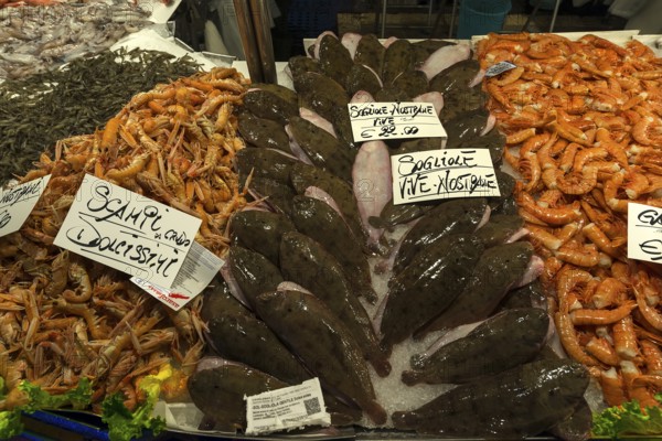 Fresh flounders (Platichthys flesus), left scampi (scampo), right langoustines (Palinuridae) on
