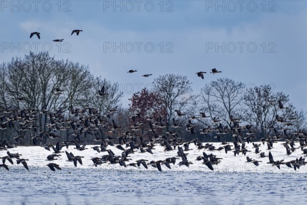 Wild geese over a snow-covered field in the UNESCO Schaalsee Biosphere Reserve. Kirchensee,