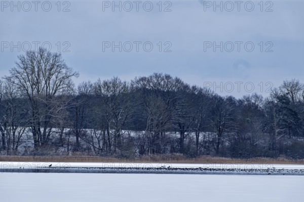 A sea eagle and other water birds on the frozen Schaalsee in the UNESCO Schaalsee Biosphere Reserve