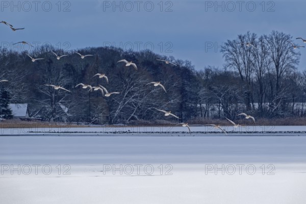 Waterbirds above the Schaalsee lake covered with ice and snow in the UNESCO Schaalsee Biosphere