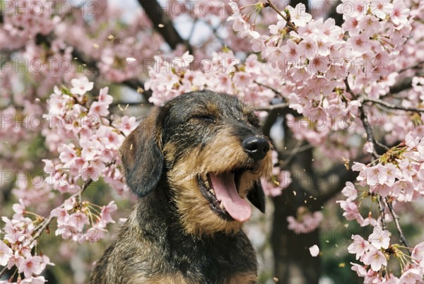 Dachshund with seasonal pollen allergies sneezing between blooming pink spring flowers. Generative