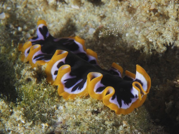 Colourful yellow-black whirlpool worm (Pseudoceros) with yellow edges and purple patterns moves