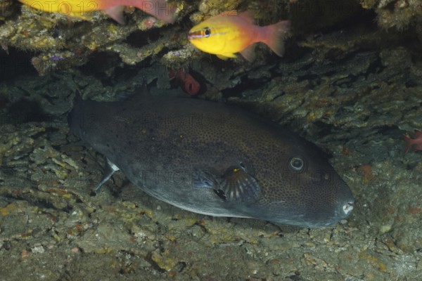 Dark-spotted star pufferfish (Arothron stellatus) lies under a stone plate with corals. Dive site