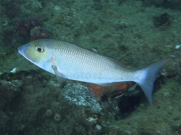 A blue-grey longnose street sweeper (Lethrinus nebulosus) swims over a richly vegetated seabed.