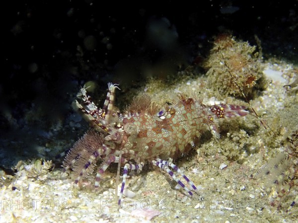 Detailed common marble shrimp (Saron marmoratus) with a distinctive pattern and fringed legs on a