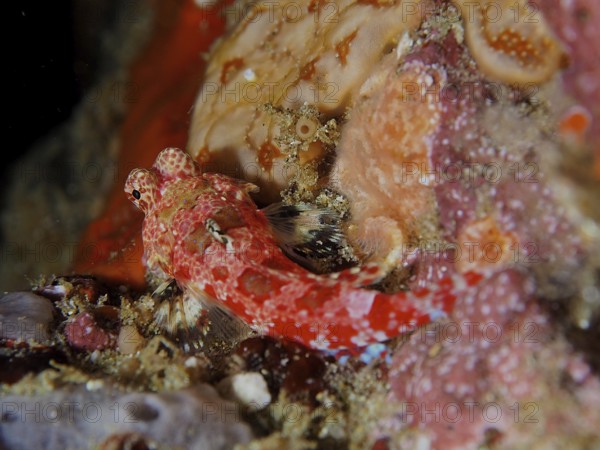 Small red-coloured fish, Cape three-finned blenny (Cremnochorites capensis), resting on a rocky