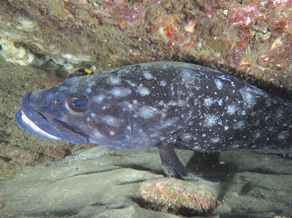 Close-up of a large white-spotted grouper (Epinephelus coeruleopunctatus) in a rocky underwater
