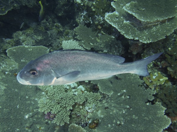 A blue-grey fish, bronze sweetlips (Plectorhinchus chubbi), swims over corals in a reef. Dive site