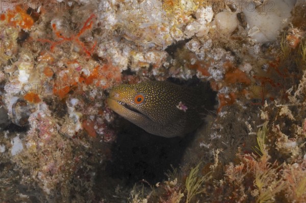 Abbott's moray eel (Gymnothorax eurostus) hides in a coral cave with orange-brown tones. Dive site