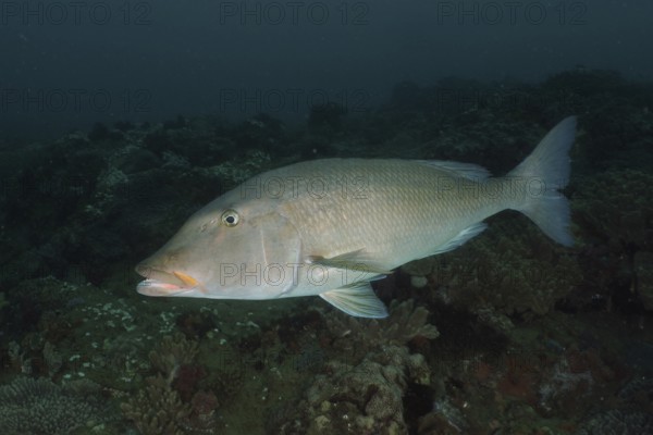 Big-headed snapper (Lethrinus olivaceus), snapper, with silver scales swims against a dark