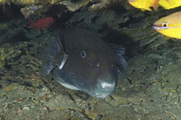 Dark star pufferfish (Arothron stellatus) peers out of its hiding place in the ocean. Dive site