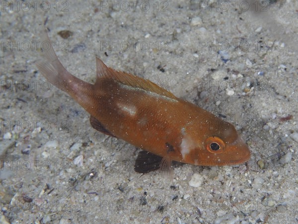 An orange-coloured fish, sea bream Red Roman (Chrysoblephus laticeps) juvenile, swimming over a