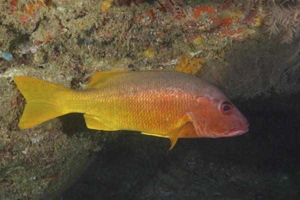 A yellow one-spot snapper (Lutjanus monostigma) in the reef with orange-coloured sponge formations.