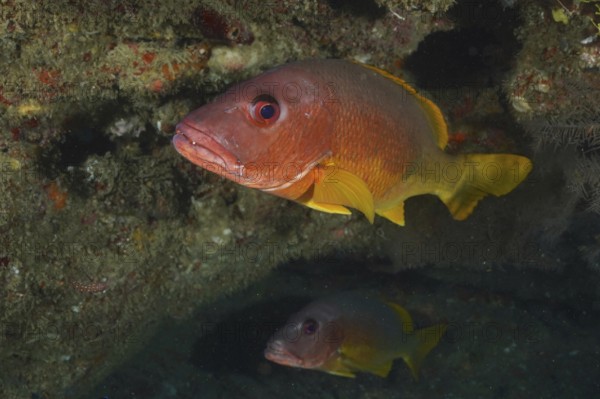 An orange-yellow one-spotted snapper (Lutjanus monostigma) swims near a cave. Dive site Sodwana Bay