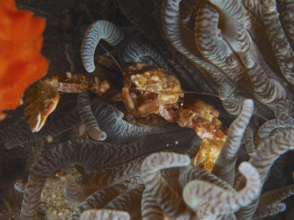 Yellow anemone porcelain crab (Neopetrolisthes alobatus) hiding between the tentacles of a sea