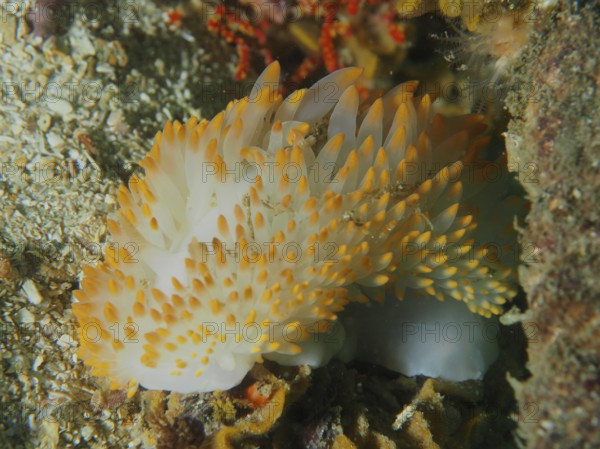 A soft nudibranch with orange tips, gas flame nudibranch (Bonisa nakaza), in corals. Dive site