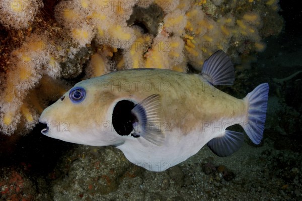 A seagrass pufferfish (Arothron immaculatus) swims sideways past corals in the ocean. Dive site
