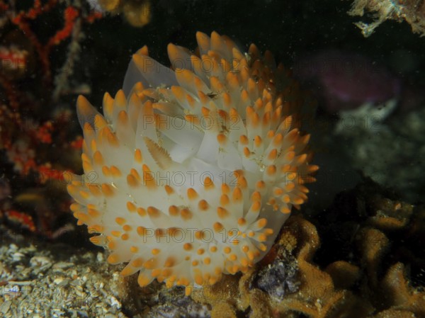 A nudibranch with orange-white tips, gas flame nudibranch (Bonisa nakaza), protrudes from coral.