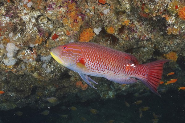Red fish, saddle spotted pigmy wrasse (Bodianus bilunulatus), swimming in front of a colourful