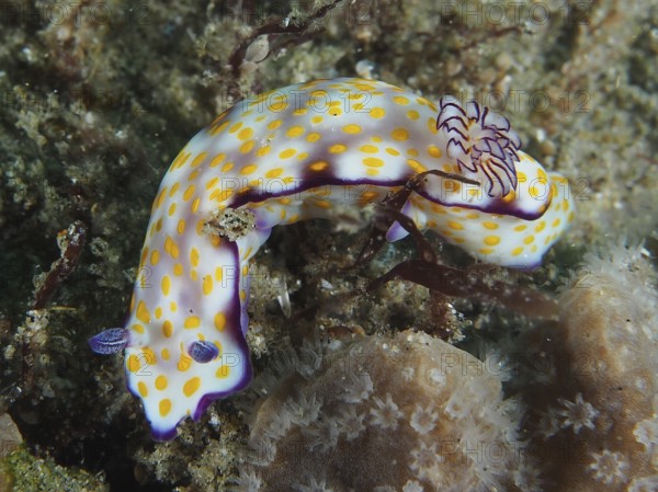 A colourful snail with white and yellow dots, Hypselodoris ghardaqana, crawls over corals. Dive