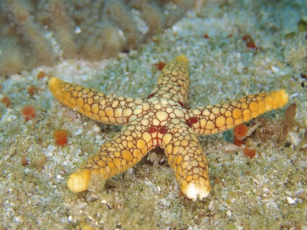 An orange-coloured starfish with a unique pattern, the orange-spotted starfish (Ferdina