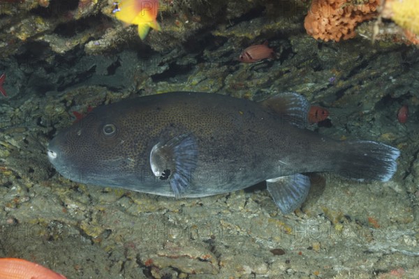 Star pufferfish (Arothron stellatus) lies hidden in the shadow of rocks in the ocean. Dive site