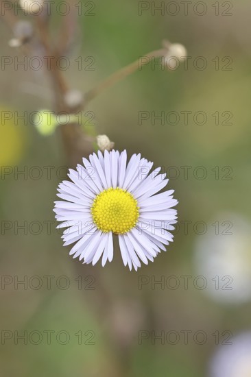 Annual ragweed (Erigeron annuus), by the wayside in a field, Wilnsdorf, North Rhine-Westphalia,