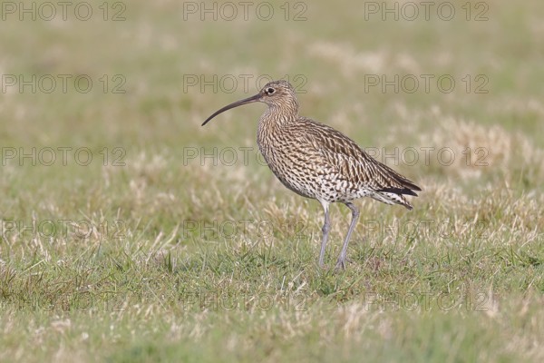Eurasian curlew (Numenius arquata), foraging in a meadow, wildlife, animals, birds, snipe family,