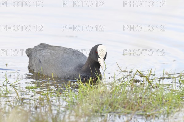Eurasian Coot (Fulica atra), in morning mist on a flooded meadow, snipe birds, wildlife, nature