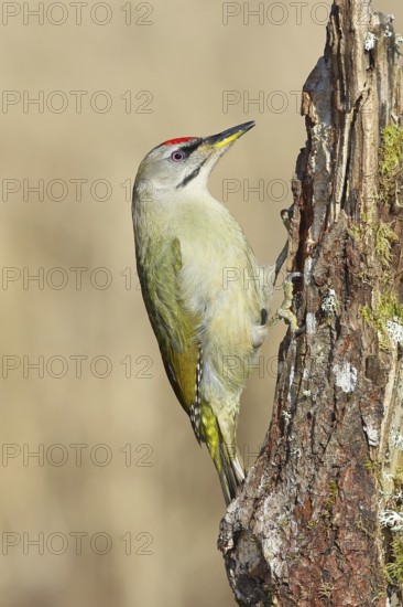 Grey-headed woodpecker (Picus canus), male sitting on a tree stump overgrown with moss and lichen,