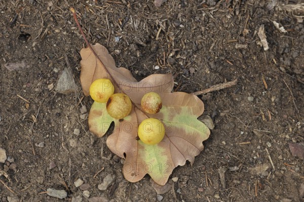 Common oak gall wasp (Cynips quercusfolii) on a leaf of an English oak, Wilnsdorf, North