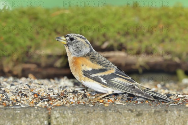 Brambling (Fringilla montifringilla) male, at a feeder in the garden, Wilnsdorf, North