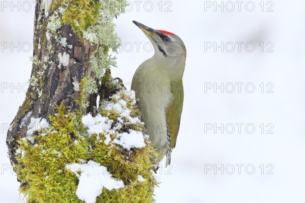 Grey-headed woodpecker (Picus canus), male sitting on dead wood overgrown with moss and lichen in