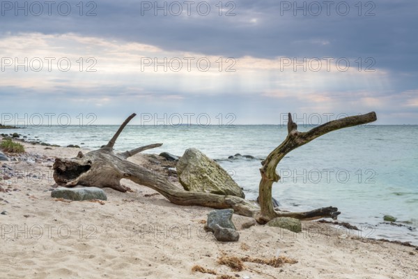 Sea monster, bizarre tree trunk shaped like a stranded dragon, driftwood on the beach of the Baltic