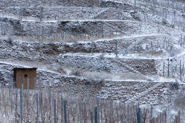 The snow-covered walls and terraces in the Golden Wagon vineyard create a graphic pattern,